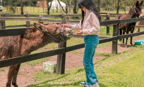 Bienvenidos a la unica granja de animales miniatura en Ecuador