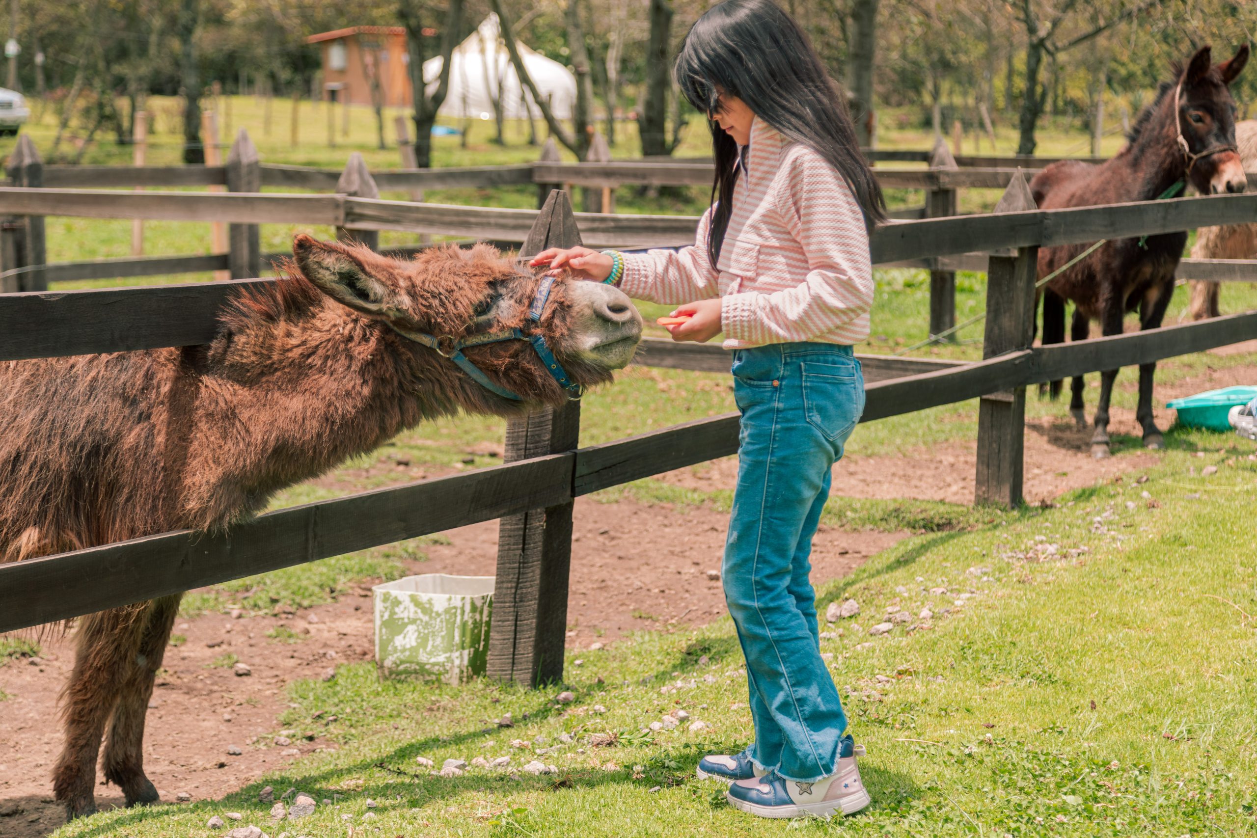 Bienvenidos a la unica granja de animales miniatura en Ecuador